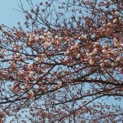 野沢温泉 清風館の桜