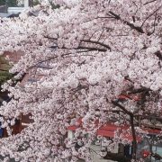 清風館の桜
