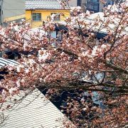 野沢温泉・清風館の桜